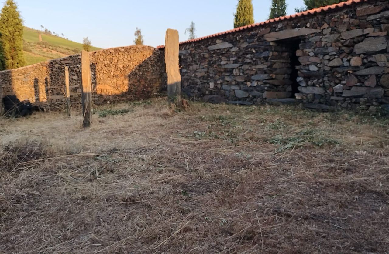 Terreno Agrícola para produção de Vinho — miniatura 13