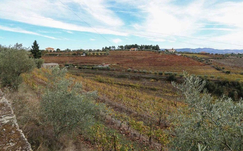 Quinta T4 de 4 hectares em Canelas do Douro próximo do Rio Douro — miniatura 8