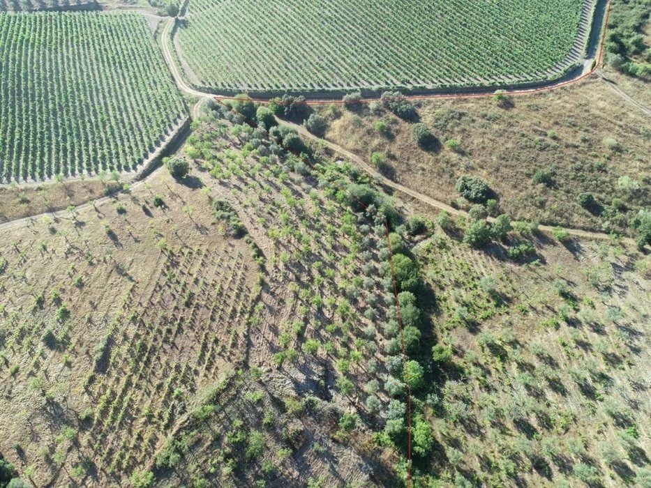 Terreno agrícola para produção de vinho em Freixo de Espada a Cinta — miniatura 8