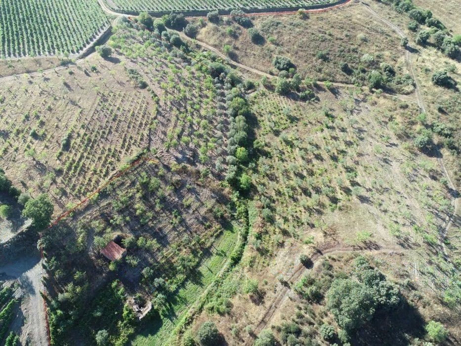 Terreno agrícola para produção de vinho em Freixo de Espada a Cinta — miniatura 3