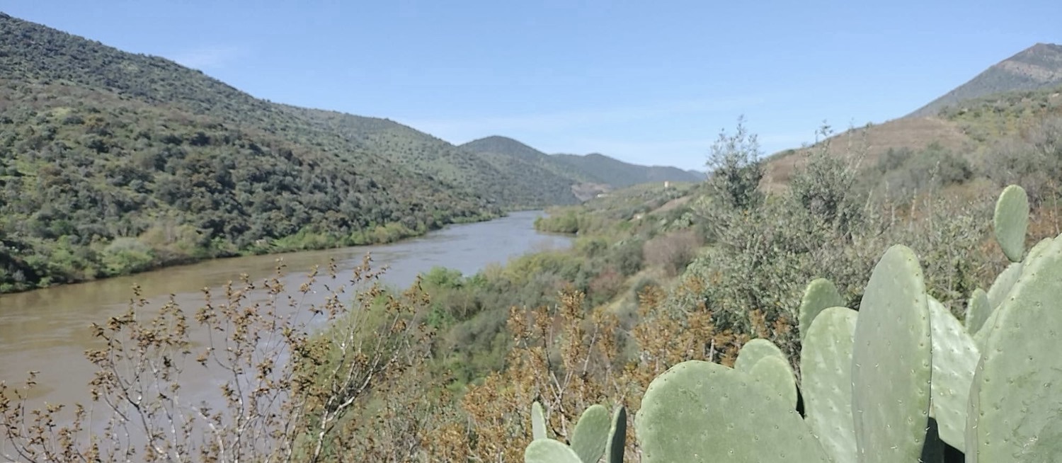 Quinta de 15 hectares com 800 metros de frente ao Rio no Douro — miniatura 2
