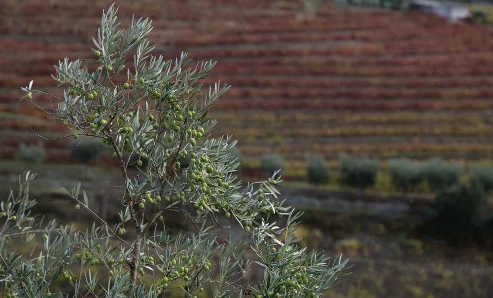 Quinta T4 de 4 hectares em Canelas do Douro próximo do Rio Douro — miniatura 7