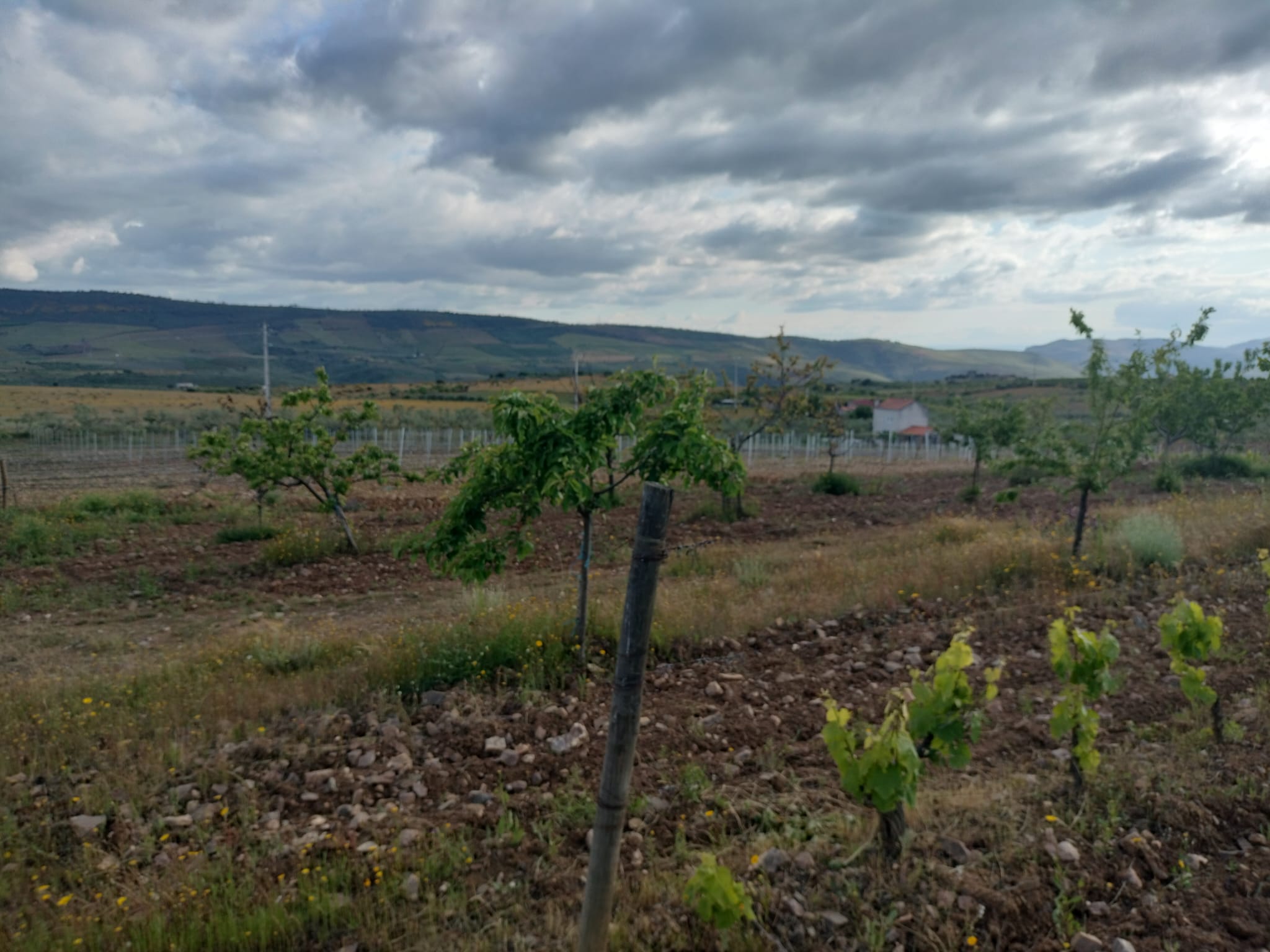 Quinta da Travessa com 3 hectares e piscina em Freixo Espada à Cinta — miniatura 15
