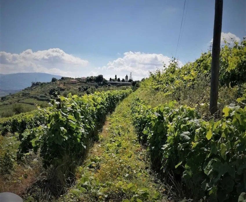 Quinta T4 de 4 hectares em Canelas do Douro próximo do Rio Douro — miniatura 2