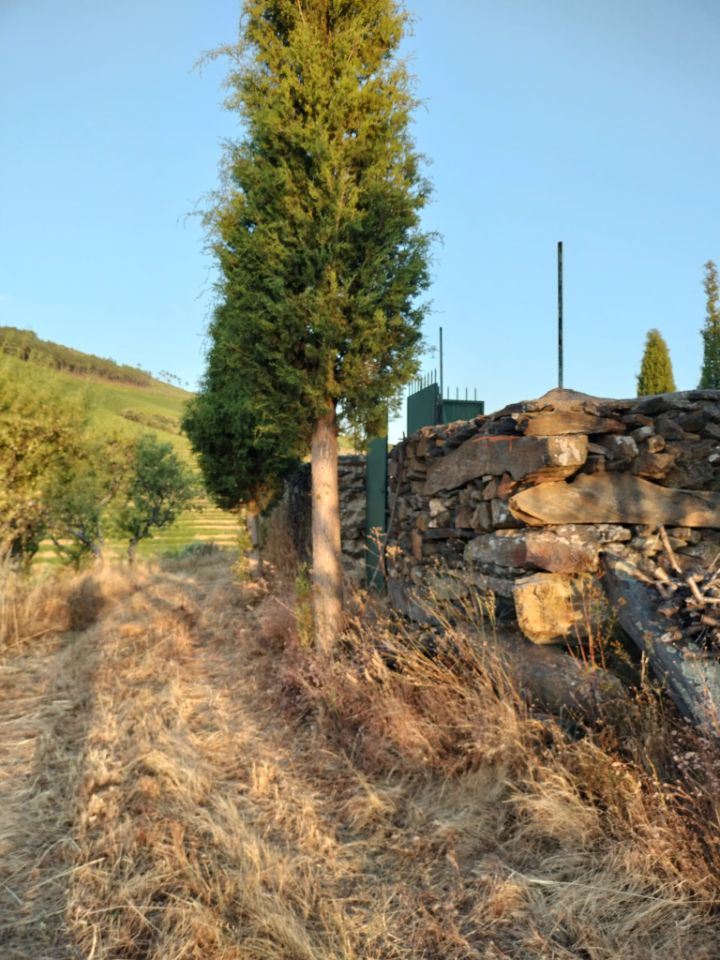 Terreno Agrícola para produção de Vinho — miniatura 5