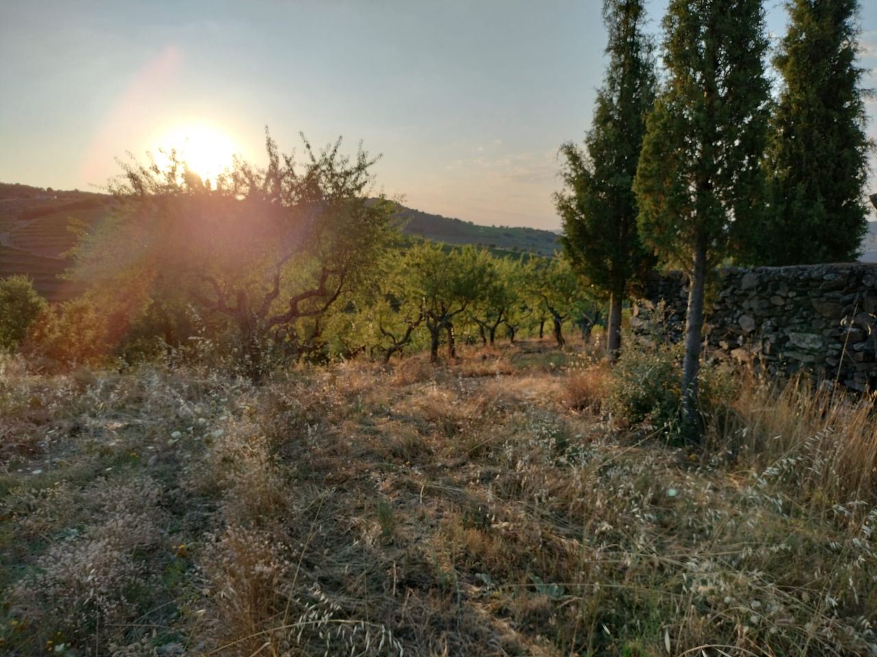 Terreno Agrícola para produção de Vinho — miniatura 6
