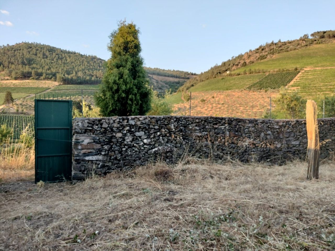 Terreno Agrícola para produção de Vinho — miniatura 2