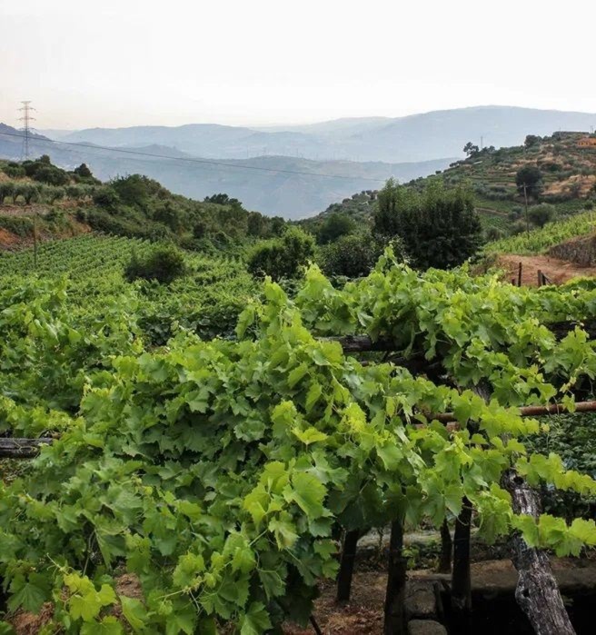 Quinta T4 de 4 hectares em Canelas do Douro próximo do Rio Douro — miniatura 3