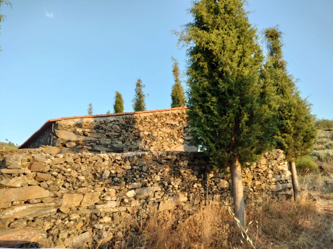 Terreno Agrícola para produção de Vinho — miniatura 4