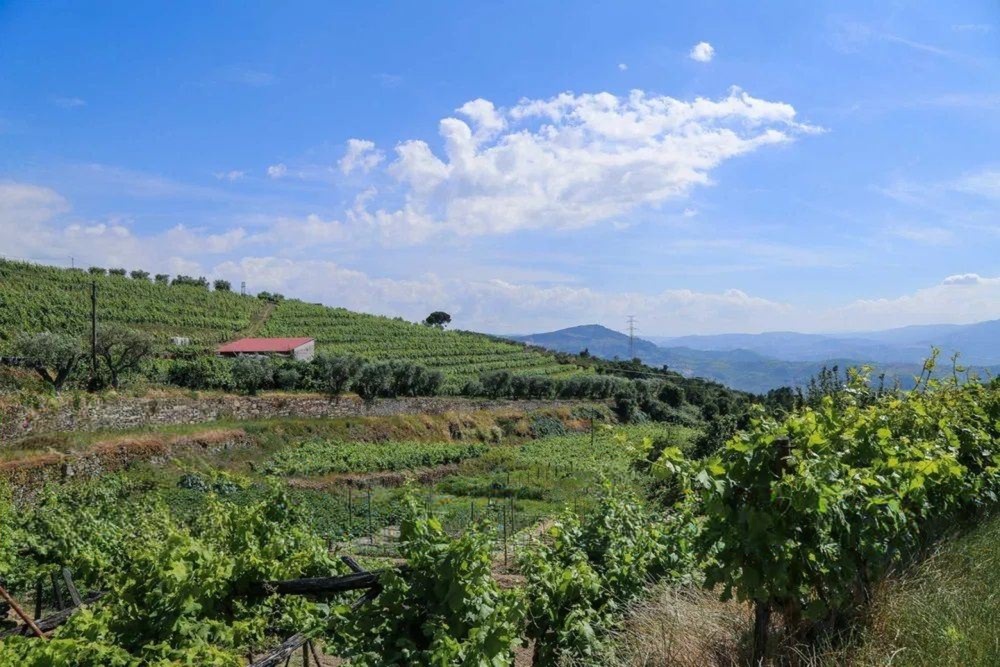 Quinta T4 de 4 hectares em Canelas do Douro próximo do Rio Douro — miniatura 4