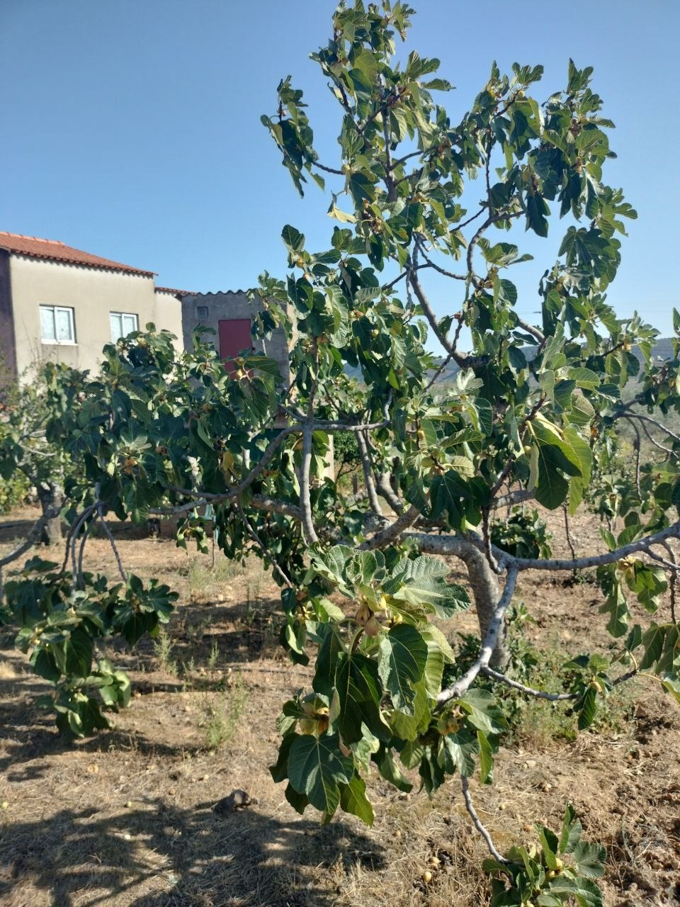 Quinta da Travessa com 3 hectares e piscina em Freixo Espada à Cinta — miniatura 30