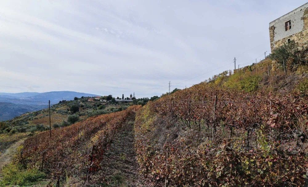 Quinta T4 de 4 hectares em Canelas do Douro próximo do Rio Douro — miniatura 10
