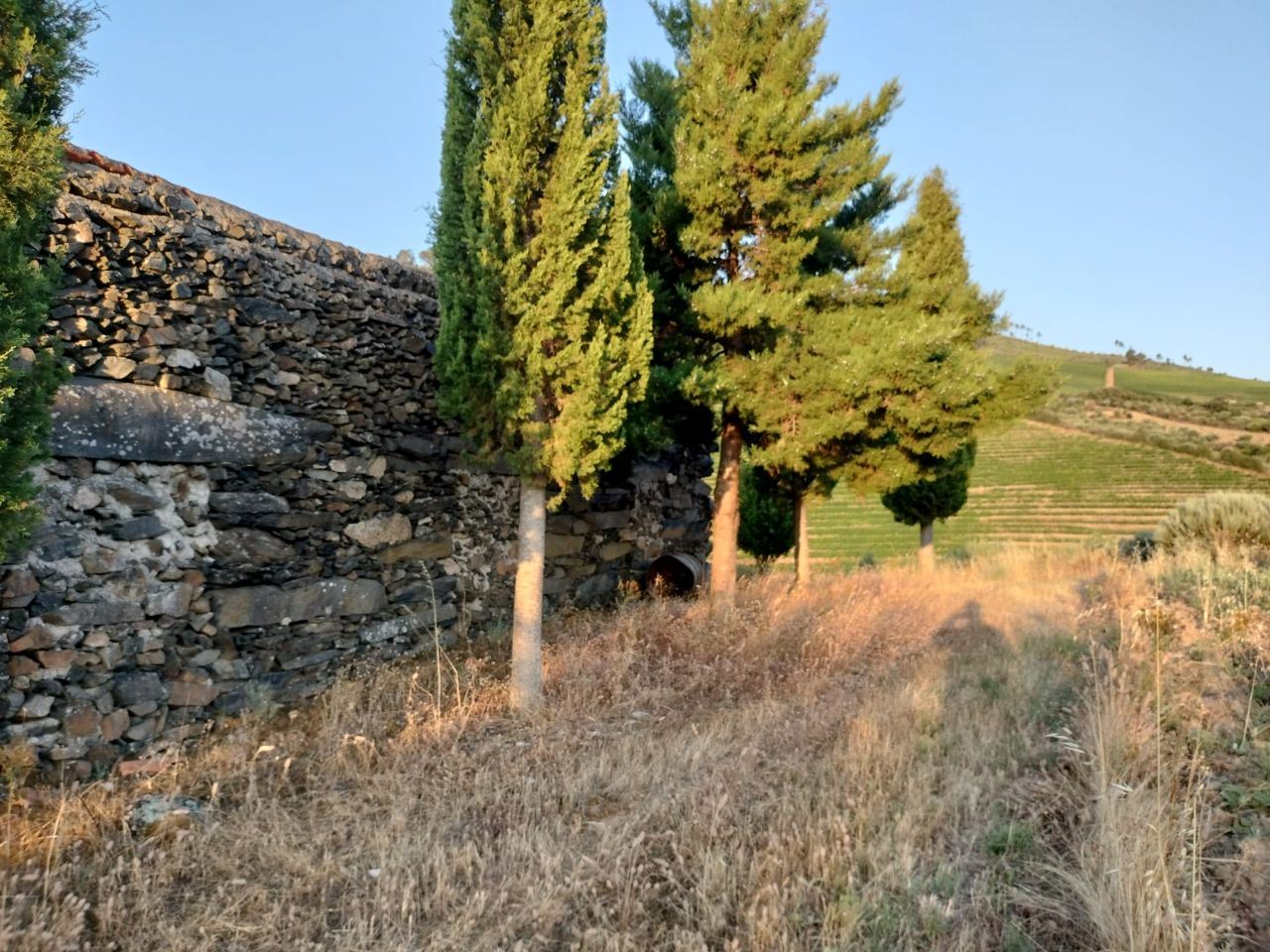 Terreno Agrícola para produção de Vinho — miniatura 9