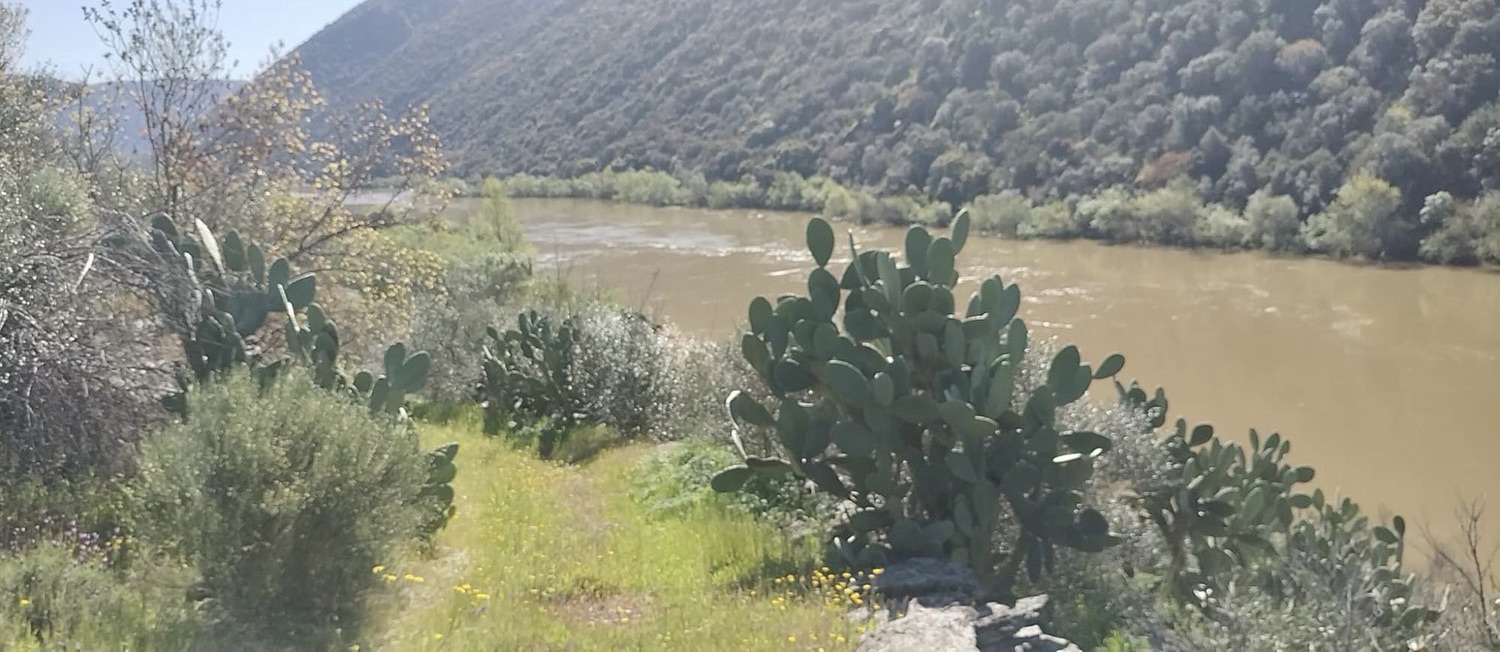 Quinta de 15 hectares com 800 metros de frente ao Rio no Douro — miniatura 3