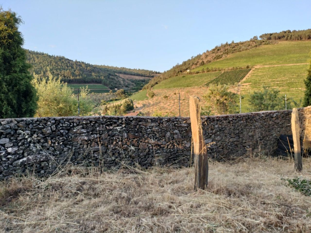 Terreno Agrícola para produção de Vinho — miniatura 8