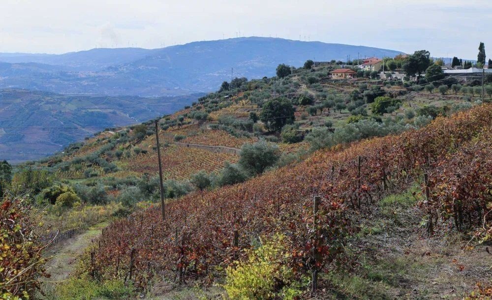 Quinta T4 de 4 hectares em Canelas do Douro próximo do Rio Douro — miniatura 9