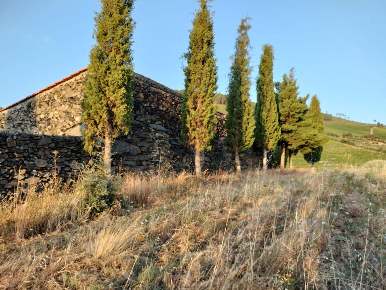 Terreno Agrícola para produção de Vinho — miniatura 7