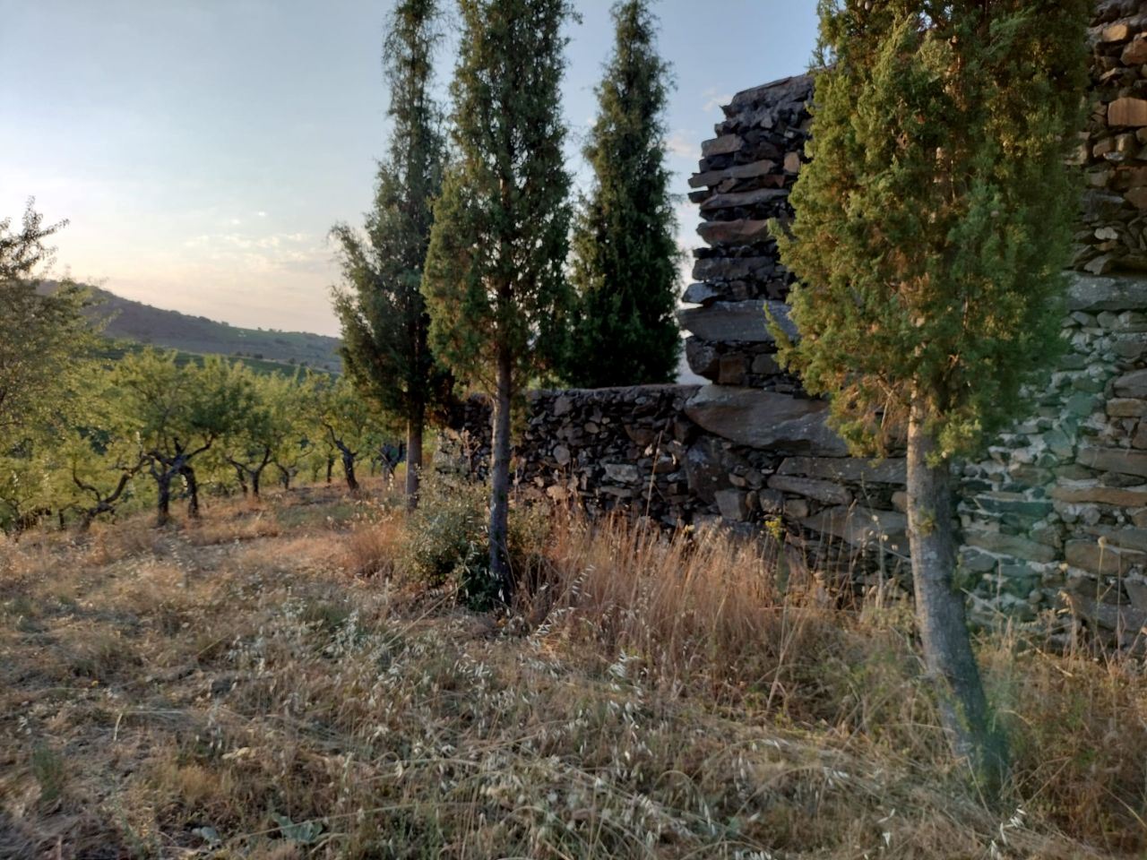 Terreno Agrícola para produção de Vinho — miniatura 10