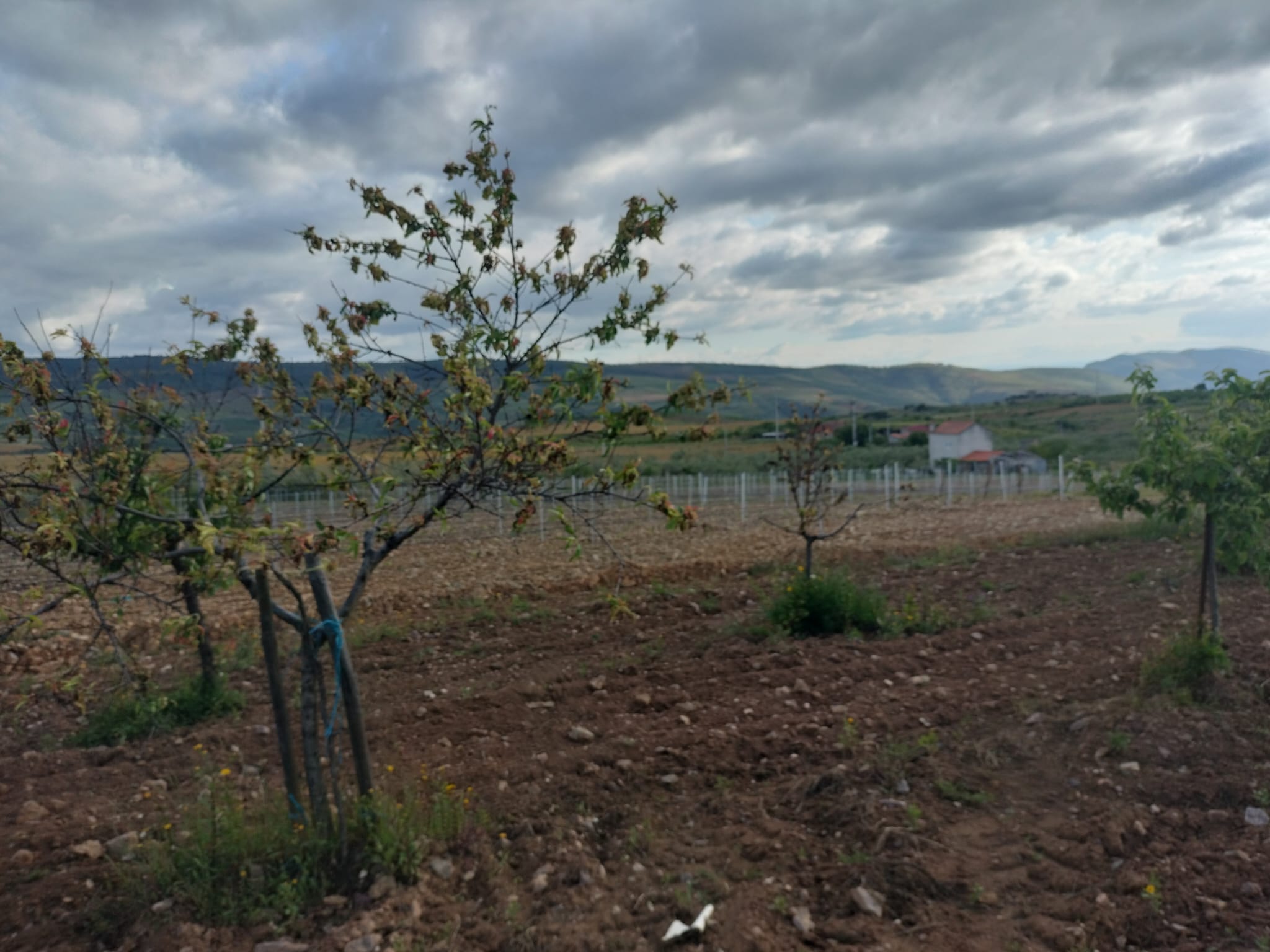 Quinta da Travessa com 3 hectares e piscina em Freixo Espada à Cinta — miniatura 23