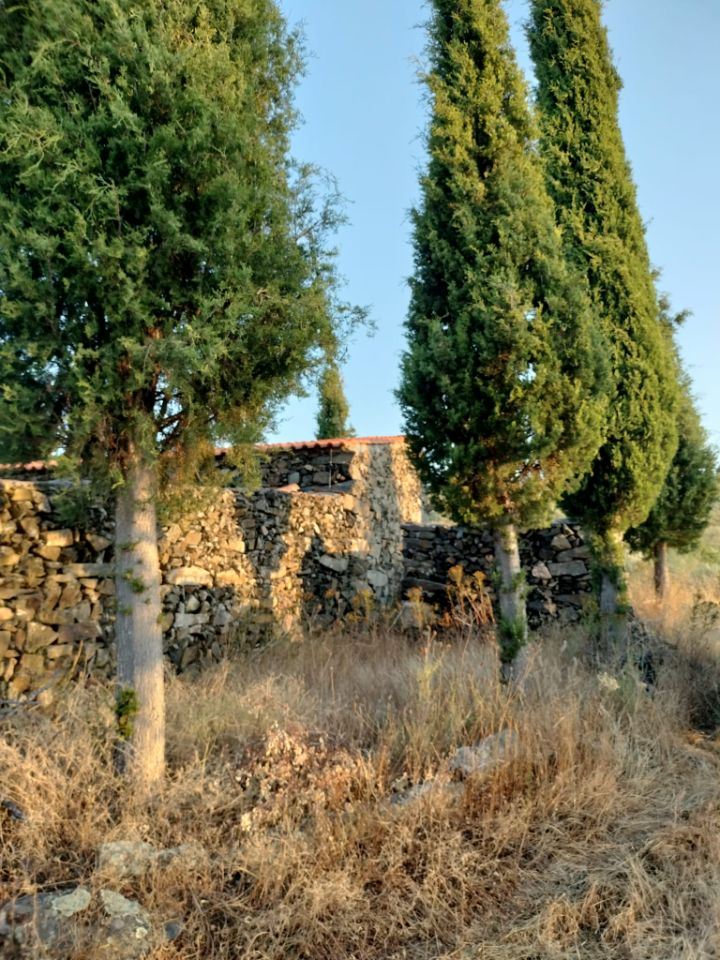 Terreno Agrícola para produção de Vinho — miniatura 3