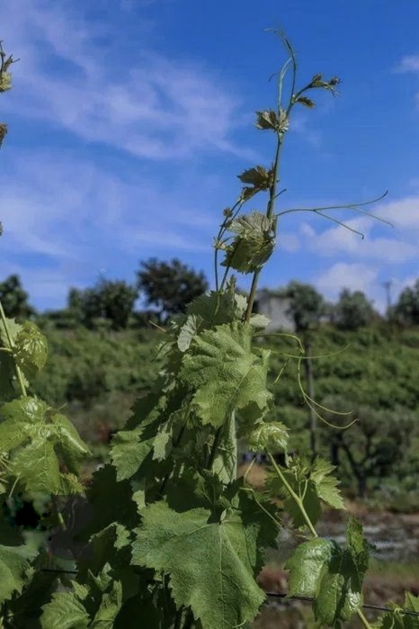 Quinta T4 de 4 hectares em Canelas do Douro próximo do Rio Douro — miniatura 5