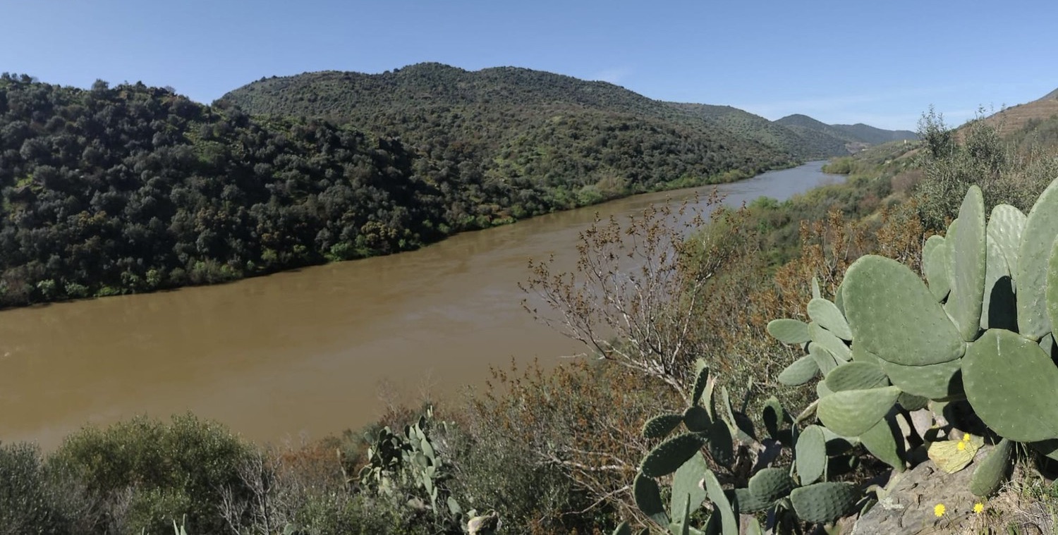 Quinta de 15 hectares com 800 metros de frente ao Rio no Douro — miniatura 6
